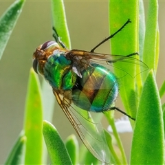 Unidentified True fly (Diptera) at Googong, NSW - 25 Dec 2024 by WHall