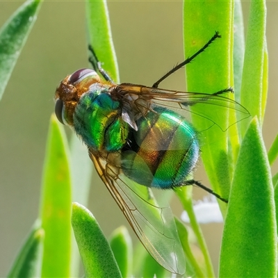 Rutilia sp. (genus) (A Rutilia bristle fly, subgenus unknown) at Googong, NSW - 26 Dec 2024 by WHall