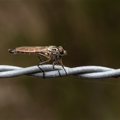 Cerdistus varifemoratus at Denman Prospect, ACT - 27 Dec 2024 by Roger