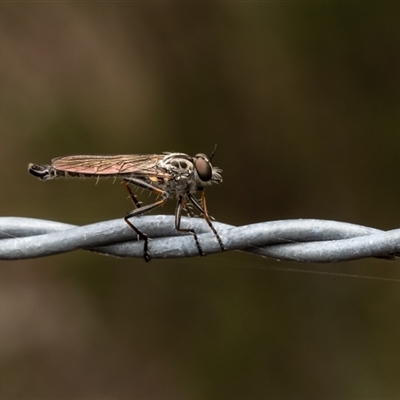 Cerdistus sp. (genus) (Slender Robber Fly) at Denman Prospect, ACT - 27 Dec 2024 by Roger