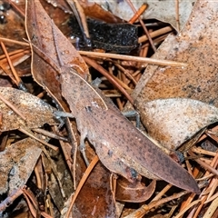 Goniaea carinata (Black kneed gumleaf grasshopper) at Googong, NSW - 25 Dec 2024 by WHall