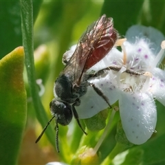 Lasioglossum (Parasphecodes) sp. (genus & subgenus) (Halictid bee) at Googong, NSW - 26 Dec 2024 by WHall