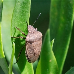 Dictyotus conspicuus (A shield or stink bug) at Googong, NSW - 26 Dec 2024 by WHall