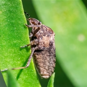 Dictyotus conspicuus at Googong, NSW - 26 Dec 2024 09:23 AM