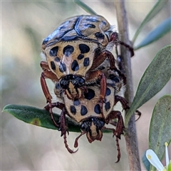 Neorrhina punctata (Spotted flower chafer) at Kambah, ACT - 26 Dec 2024 by HelenCross