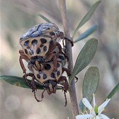 Neorrhina punctata at Kambah, ACT - 27 Dec 2024