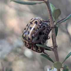 Neorrhina punctata at Kambah, ACT - 27 Dec 2024