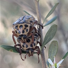 Neorrhina punctata at Kambah, ACT - 27 Dec 2024