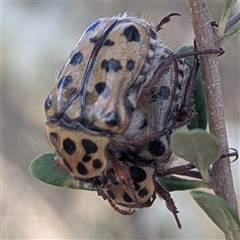 Neorrhina punctata at Kambah, ACT - 27 Dec 2024