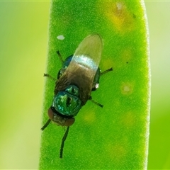 Unidentified True fly (Diptera) at Googong, NSW - 26 Dec 2024 by WHall