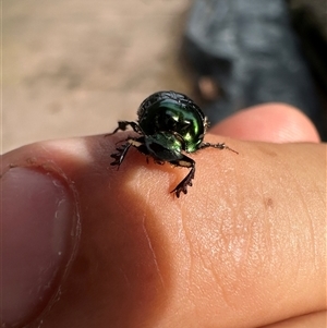 Scarabaeinae (subfamily) at Singleton Heights, NSW - 1 Dec 2024 08:46 AM