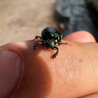 Unidentified Beetle (Coleoptera) at Singleton Heights, NSW - 1 Dec 2024 by SimonDunstan