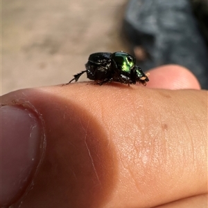 Scarabaeinae (subfamily) at Singleton Heights, NSW - 1 Dec 2024 08:46 AM