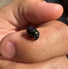 Scarabaeinae (subfamily) at Singleton Heights, NSW - 1 Dec 2024 08:46 AM