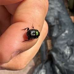 Scarabaeinae (subfamily) at Singleton Heights, NSW - 1 Dec 2024 08:46 AM