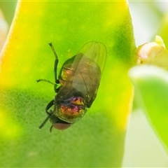 Lamprolonchaea brouniana (Metallic green tomato fly) at Googong, NSW - 26 Dec 2024 by WHall