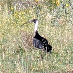 Threskiornis spinicollis (Straw-necked Ibis) at Kambah, ACT - 27 Dec 2024 by HelenCross