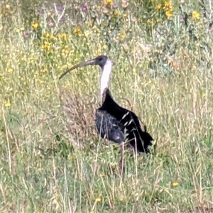 Threskiornis spinicollis at Kambah, ACT - 27 Dec 2024