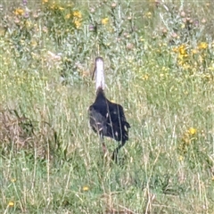 Threskiornis spinicollis at Kambah, ACT - 27 Dec 2024 08:41 AM