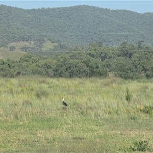 Threskiornis spinicollis at Kambah, ACT - 27 Dec 2024