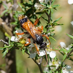 Calopompilus affectata (Spider wasp) at Uriarra Village, ACT - 24 Dec 2024 by DPRees125