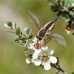 Trichophthalma nicholsoni (Nicholson's tangle-veined fly) at Uriarra Village, ACT - 24 Dec 2024 by DPRees125