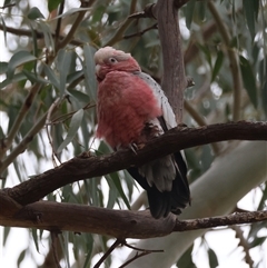 Eolophus roseicapilla (Galah) at Hughes, ACT - 15 Nov 2024 by LisaH
