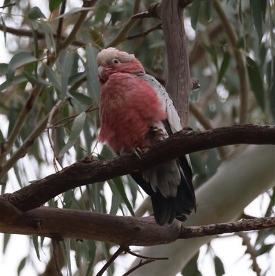Eolophus roseicapilla (Galah) at Hughes, ACT - 15 Nov 2024 by LisaH