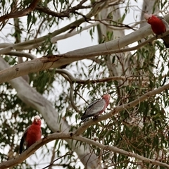 Eolophus roseicapilla at Hughes, ACT - suppressed