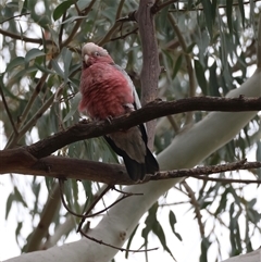 Eolophus roseicapilla at Hughes, ACT - 15 Nov 2024