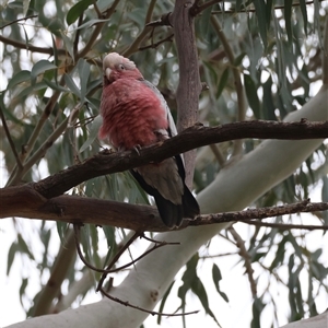 Eolophus roseicapilla at Hughes, ACT - suppressed