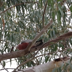 Eolophus roseicapilla at Hughes, ACT - suppressed