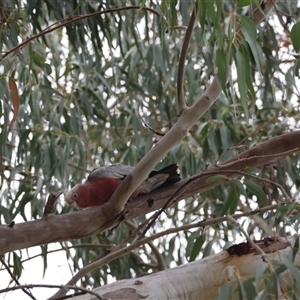 Eolophus roseicapilla at Hughes, ACT - suppressed