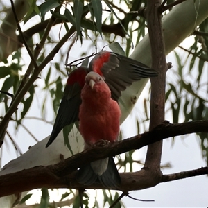 Eolophus roseicapilla at Hughes, ACT - suppressed