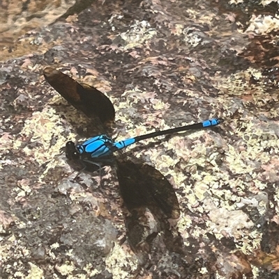 Diphlebia euphoeoides (Tropical Rockmaster) at Paluma, QLD - 27 Dec 2024 by Yvonn3