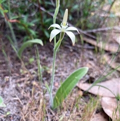 Caladenia marginata (White Fairy Orchid) at Dunsborough, WA - 12 Oct 2024 by AnneG1