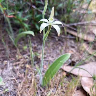Caladenia marginata (White Fairy Orchid) at Dunsborough, WA - 12 Oct 2024 by AnneG1