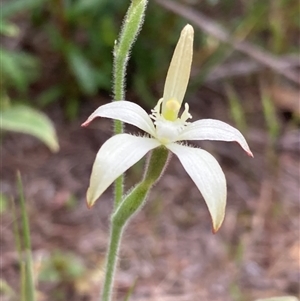 Caladenia marginata at Dunsborough, WA - 12 Oct 2024