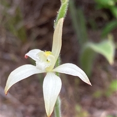 Caladenia marginata at Dunsborough, WA - 12 Oct 2024