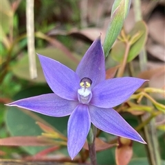 Thelymitra sp. at Dunsborough, WA - 11 Oct 2024 by AnneG1