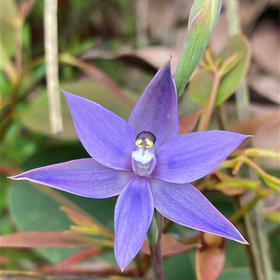 Thelymitra sp. at Dunsborough, WA - 11 Oct 2024 by AnneG1