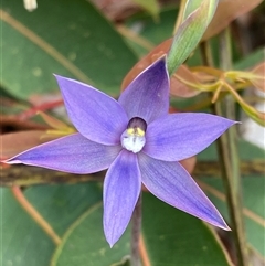 Thelymitra graminea at Dunsborough, WA - suppressed