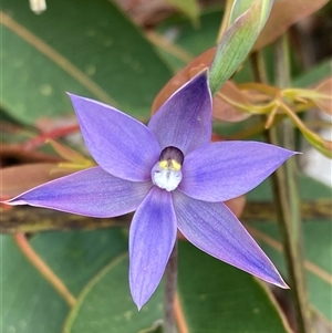 Thelymitra graminea at Dunsborough, WA - suppressed