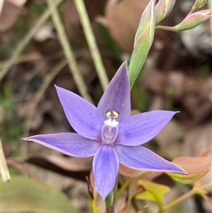Thelymitra graminea at Dunsborough, WA - suppressed