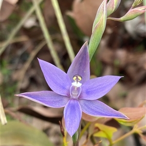 Thelymitra graminea at Dunsborough, WA - suppressed