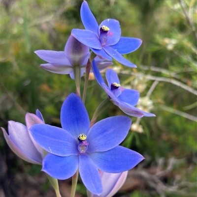 Thelymitra crinita (Blue Lady Orchid) at Dunsborough, WA - 12 Oct 2024 by AnneG1