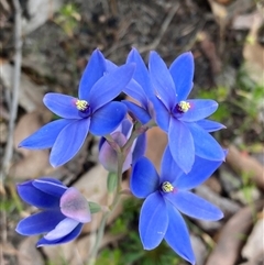 Thelymitra crinita at Dunsborough, WA - suppressed