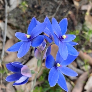 Thelymitra crinita at Dunsborough, WA - suppressed