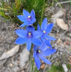 Thelymitra crinita at Dunsborough, WA - suppressed