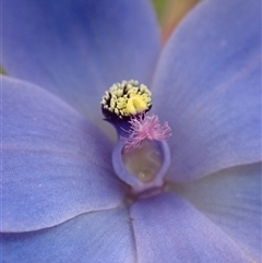 Thelymitra crinita at Dunsborough, WA - suppressed